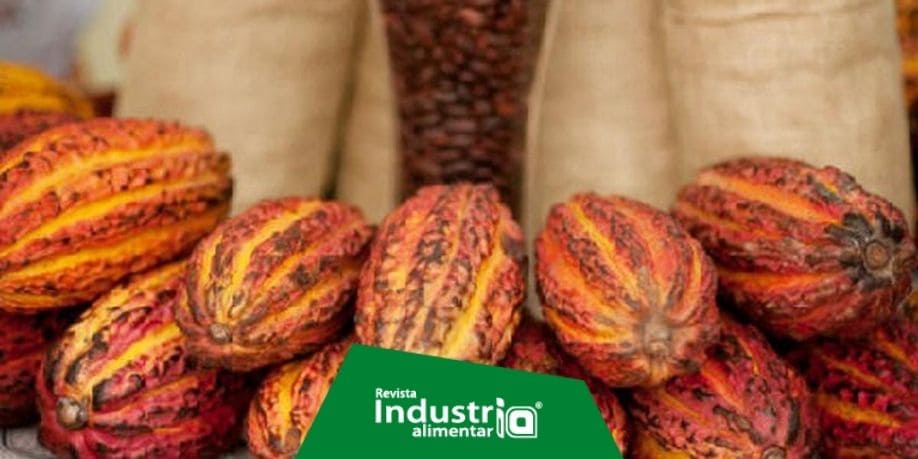 Imagen del artículo INIA avanza en cuatro métodos para reducir presencia de cadmio en el cacao